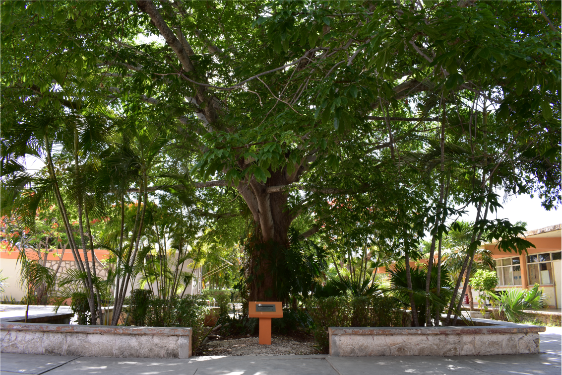 El ITCancún declara el 30 de mayo “Día de La Ceiba”